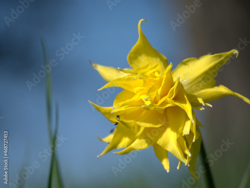 yellow flower close up