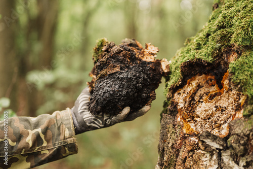 man survivalists and gatherer with hands gathering chaga mushroom growing on the birch tree trunk on summer forest. wild raw food chaga parasitic fungus or fungi it is used in alternative medicine photo