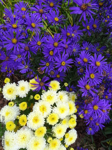 Small autumn purple and yellow asters as a decorative background 