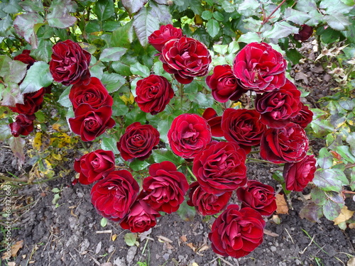 A bush of red roses in the garden, top view 