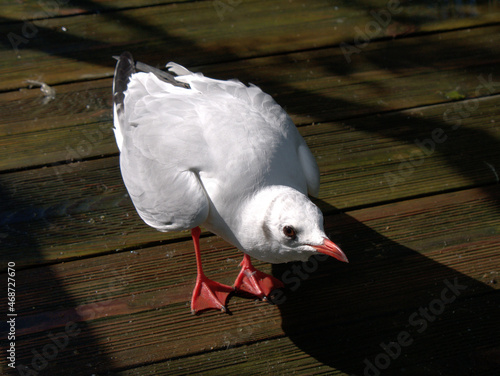 curious white head seagull
