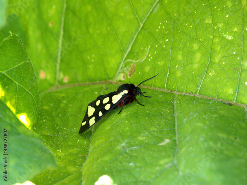 multicolor butterfly on a leaf