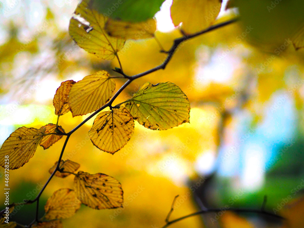 Obraz premium 黄色に色づく木の葉