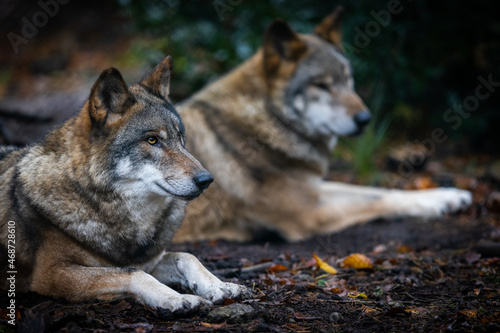 Portrait of a gray wolf in the forest