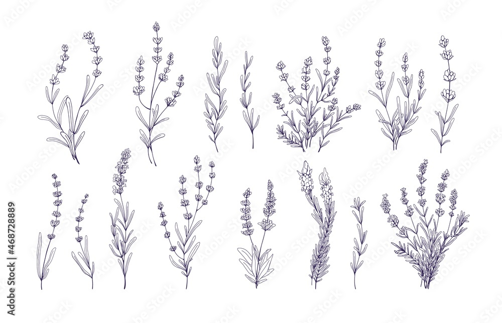 Lavender flowers set. Outlined Provence floral herbs with blooms ...