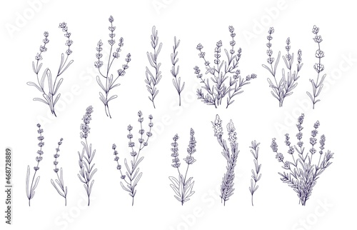 Photo Lavender flowers set