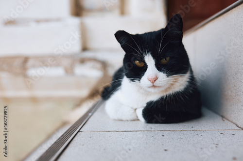 Obraz na plátně A black and white cat lies dozing on a step outside.