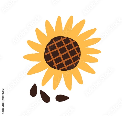 Sunflower and black seeds. Top view of sun flower with raw kernels. Summer plant with yellow petals drawn in doodle style. Flat vector illustration isolated on white background