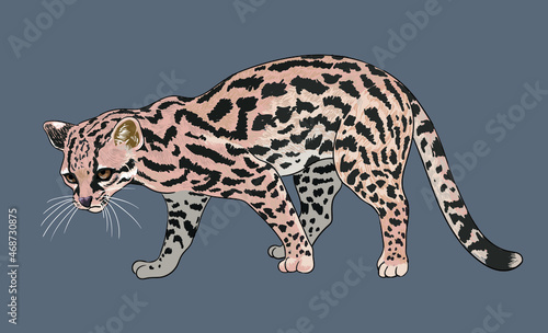 Oncilla wildcat pictures, rare animal, beautiful, art.illustration, vector photo