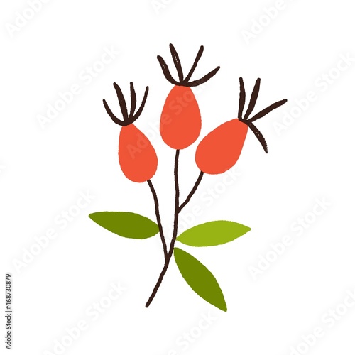 Rose hip berries on branch with leaf. Fruits of dogrose plant. Wild briar on ...
