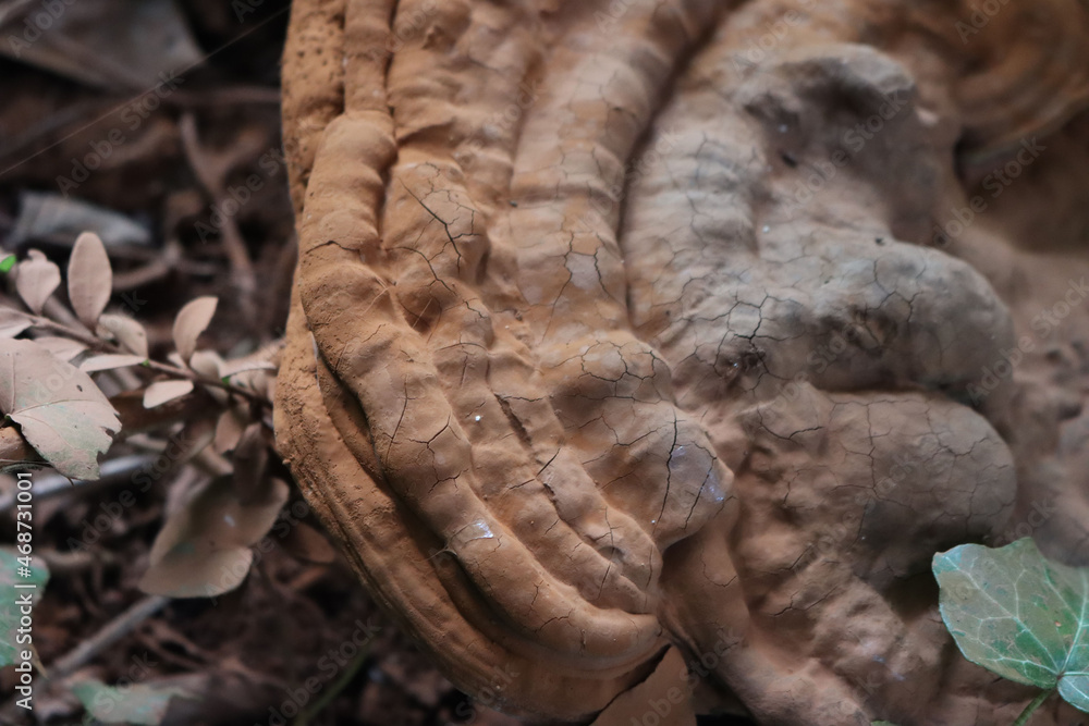 Big brown wood decay fungus on a tree trunk in the garden Big brown wood decay fungus on a tree trunk in the garden