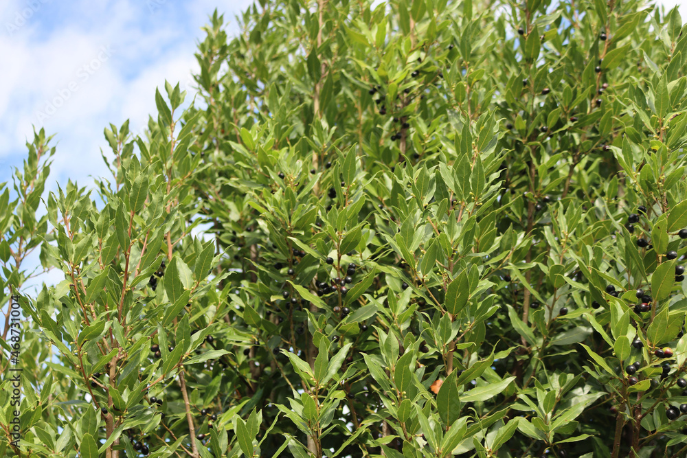 Laurel bush with ripe black berries on branches against blue sky. Laurus nobilis on autumn season in tbe garden