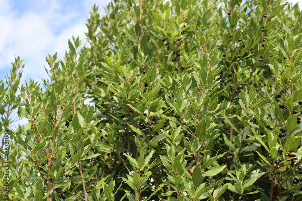 Laurel bush with ripe black berries on branches against blue sky. Laurus nobilis on autumn season in tbe garden Laurel bush with ripe black berries on branches against blue sky. Laurus nobilis on autumn season in tbe garden