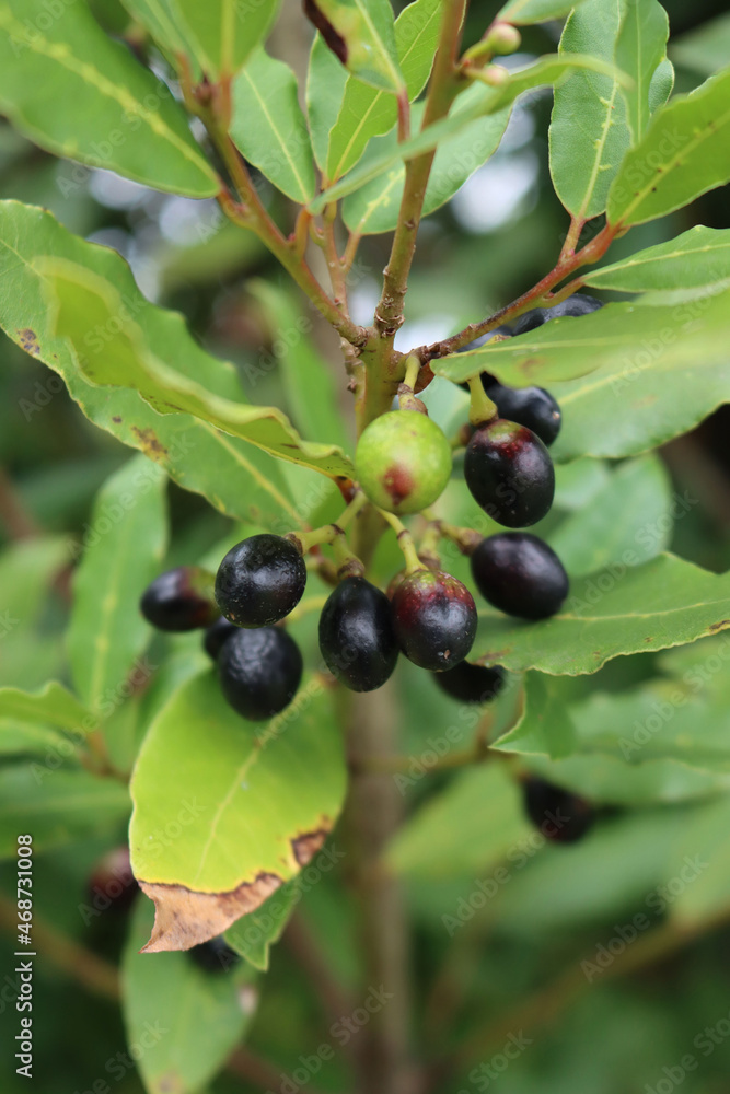 Close-up of many black ripe berries of Laurel bush on branches. Laurus nobilis on autumn season Close-up of many black ripe berries of Laurel bush on branches. Laurus nobilis on autumn season