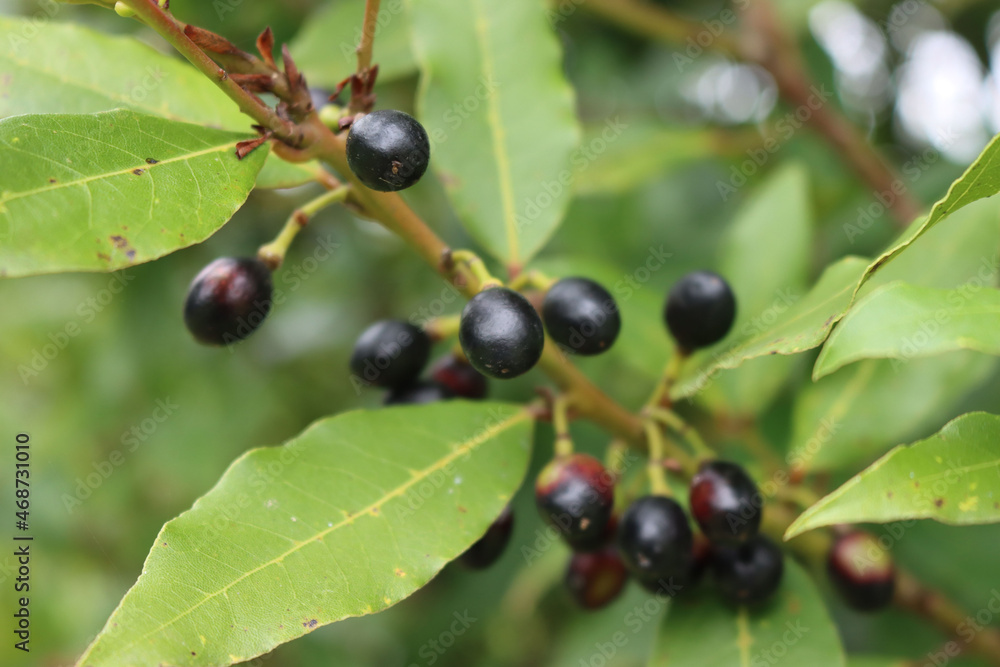 Close-up of many black ripe berries of Laurel bush on branches. Laurus nobilis on autumn season Close-up of many black ripe berries of Laurel bush on branches. Laurus nobilis on autumn season