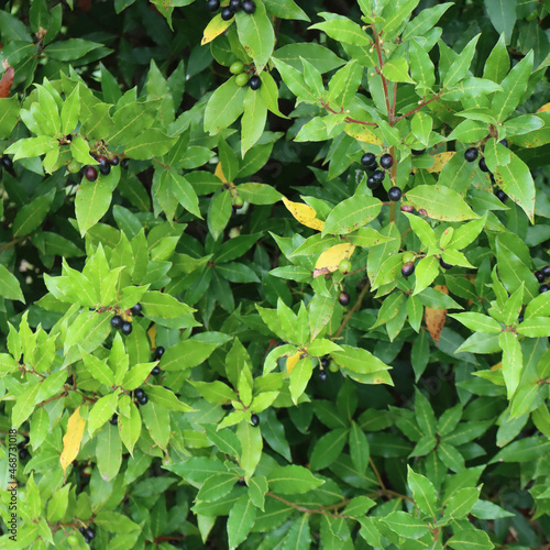 Laurel bush with ripe black berries on branches. Laurus nobilis on autumn season in tbe garden photo