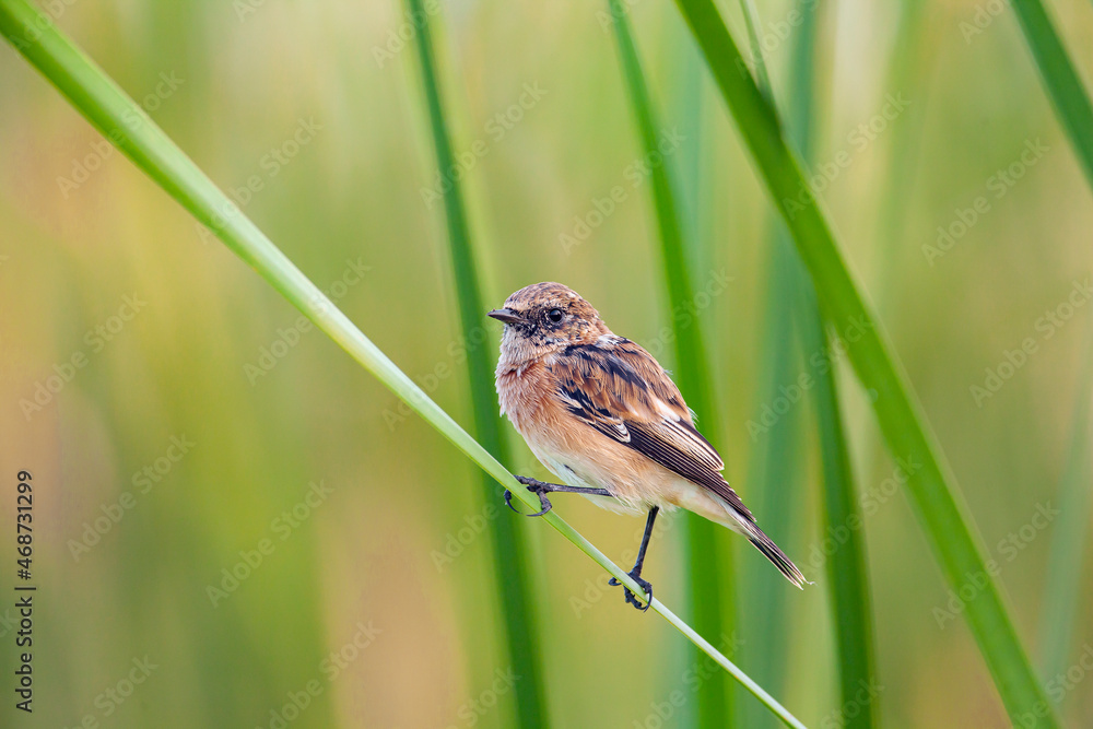 The whinchat (Saxicola rubetra) is a small migratory passerine bird The whinchat (Saxicola rubetra) is a small migratory passerine bird