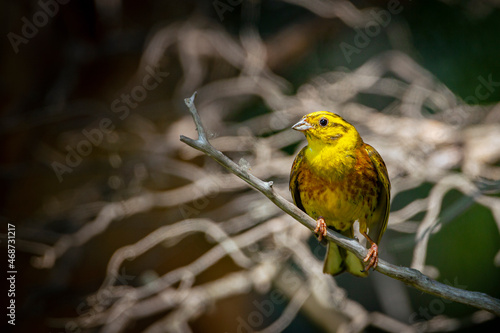 The yellowhammer (Emberiza citrinella) is a passerine bird 