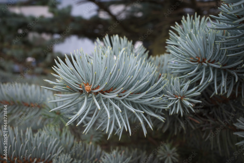Colorado Blue Spruce - PICEA PUNGENS THOMPSEN - Chew Valley Trees Colorado Blue Spruce - PICEA PUNGENS THOMPSEN - Chew Valley Trees