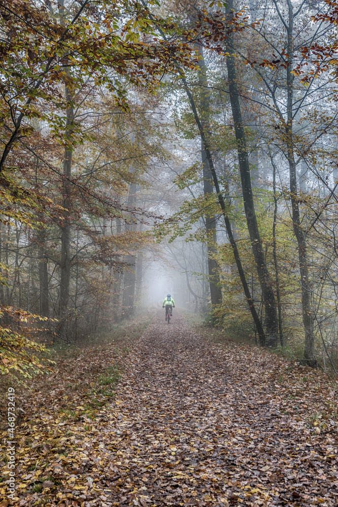 Obraz premium path in the forest