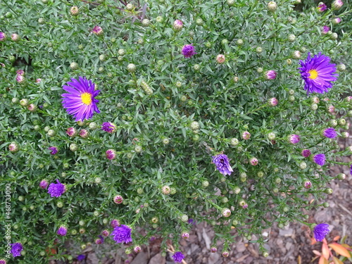 Klumba s osennimi fioletovymi astrami, mnogo butonov
52 / 5000
Результаты перевода
A flower bed with autumn purple asters, many buds