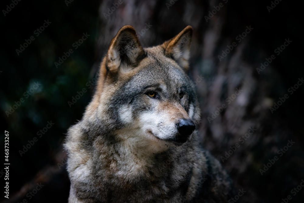 Fototapeta premium Portrait of a gray wolf in the forest