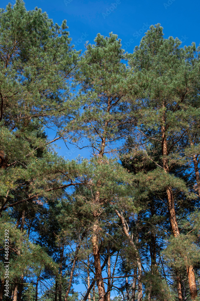 Obraz premium pine forest in autumn