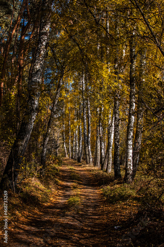 autumn forest in the autumn © Yariktimuch