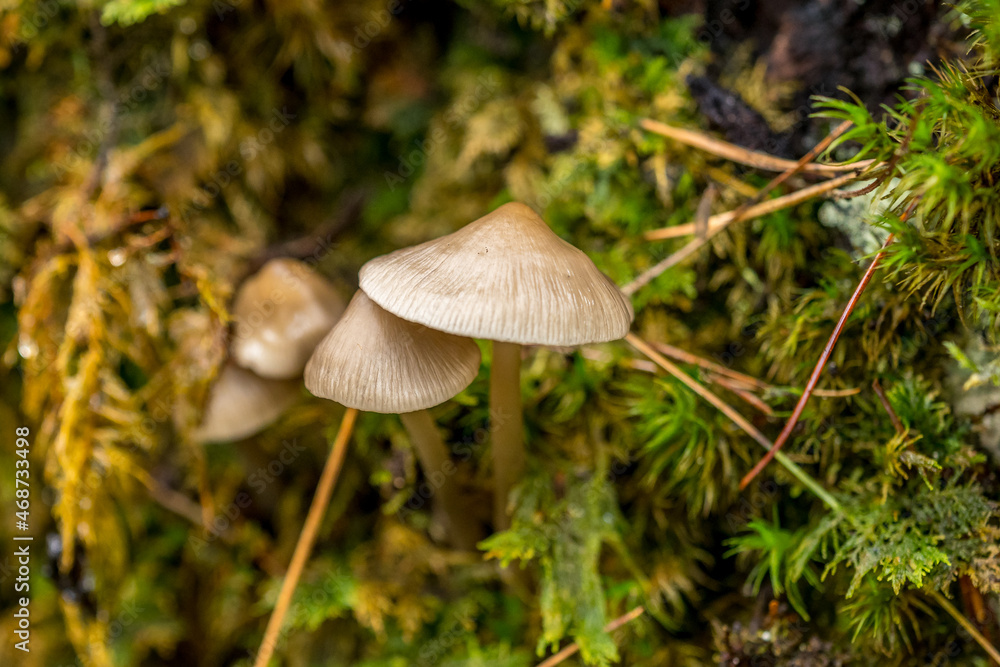 the beauty of mushrooms in the forest in autumn the beauty of mushrooms in the forest in autumn