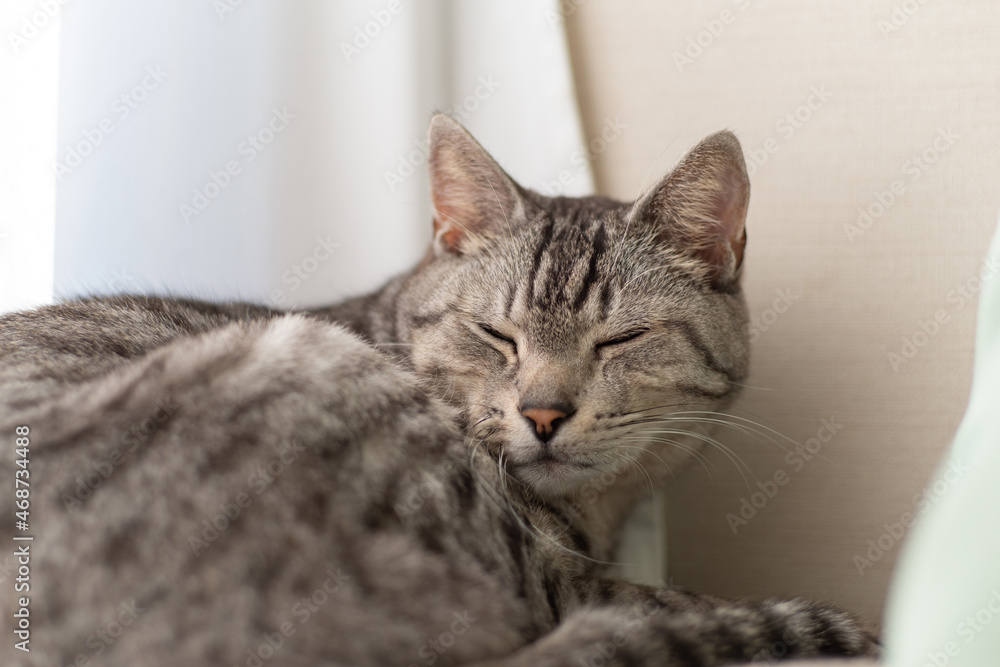 眠る猫　サバトラ猫
