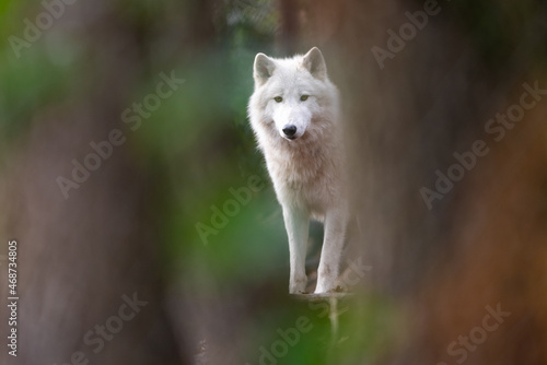 Portrait of an artic wolf in the forest