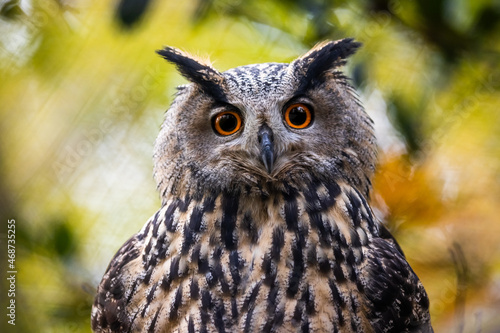 Portrait of a Eurasian Eagle-Owl in a tree