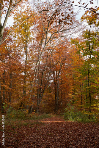 Schöne Herbstfarben im Wald
