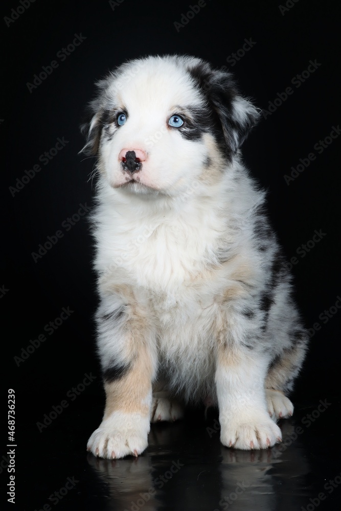 australian shepherd puppy with blue eyes isolated on black background australian shepherd puppy with blue eyes isolated on black background