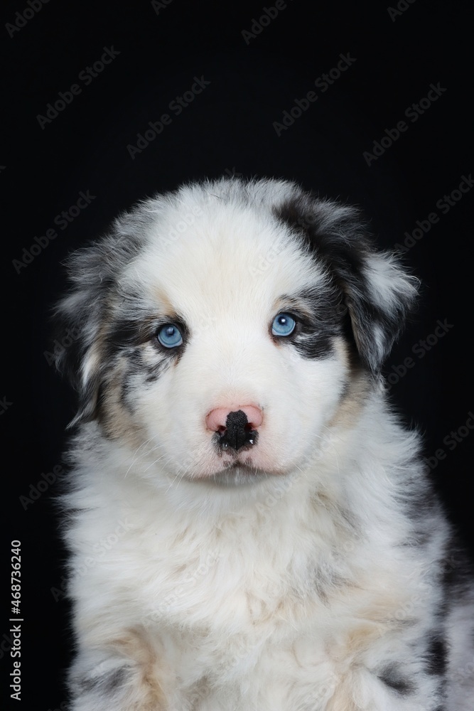 australian shepherd puppy with blue eyes isolated on black background australian shepherd puppy with blue eyes isolated on black background