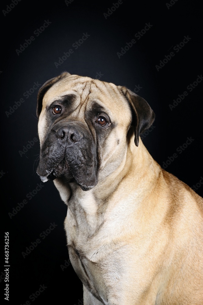 portrait of adult bullmastiff isolated on black background portrait of adult bullmastiff isolated on black background