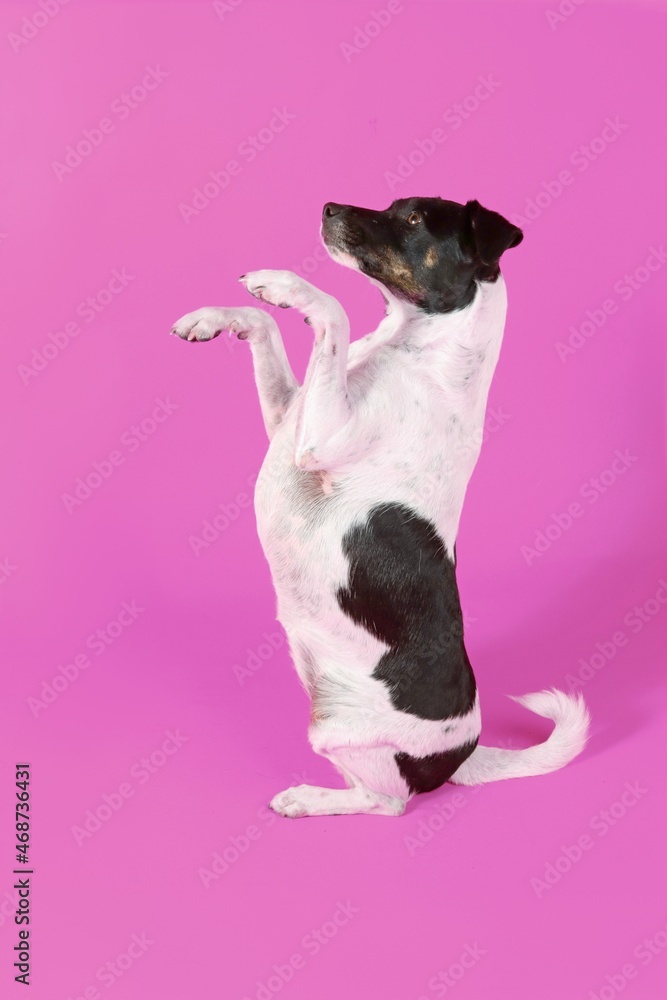 Dog that does tricks, Jack Russell in mouvement in color background