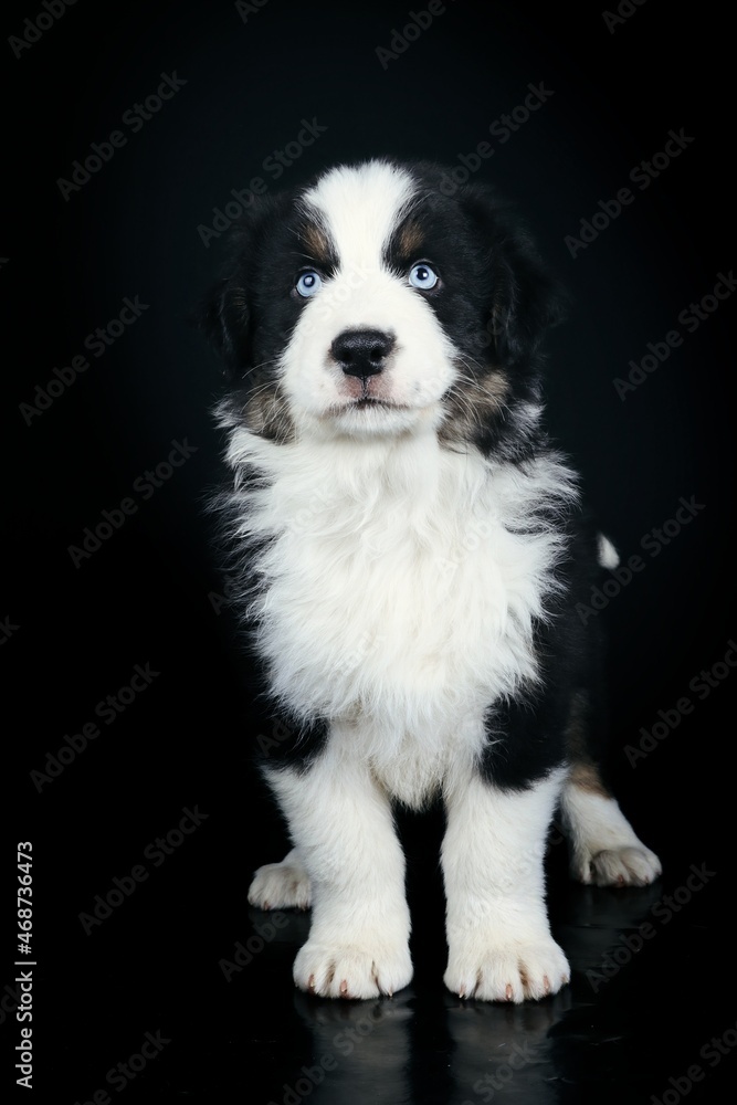 border collie dog border collie dog