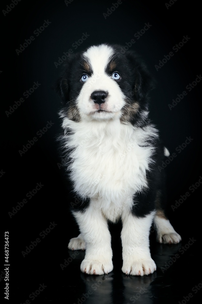 border collie dog