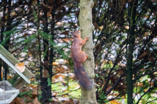 Squirrel climbing on a tree looking for food © LDC