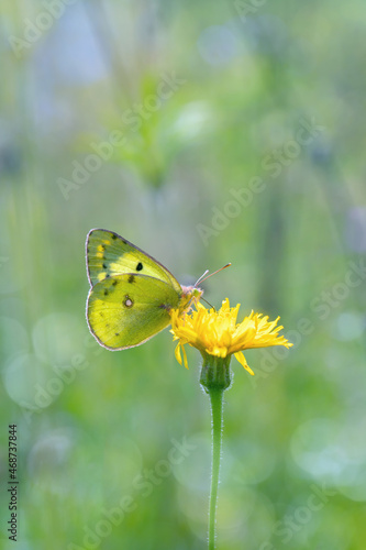 Pale clouded yellow butterfly (Colias Hyale) on a yellow meadow flower.