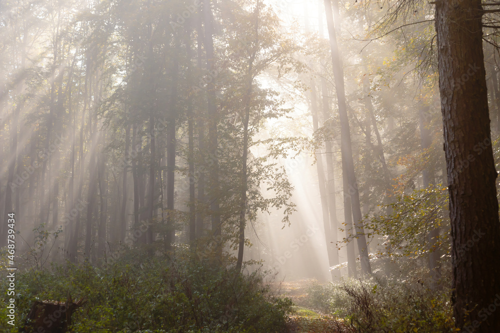 Herbstwald