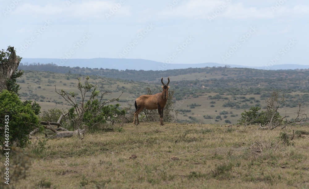 Antilope im Addo National Park Antilope im Addo National Park