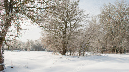 Ice, trees covered with ice and meadow covered with snow.