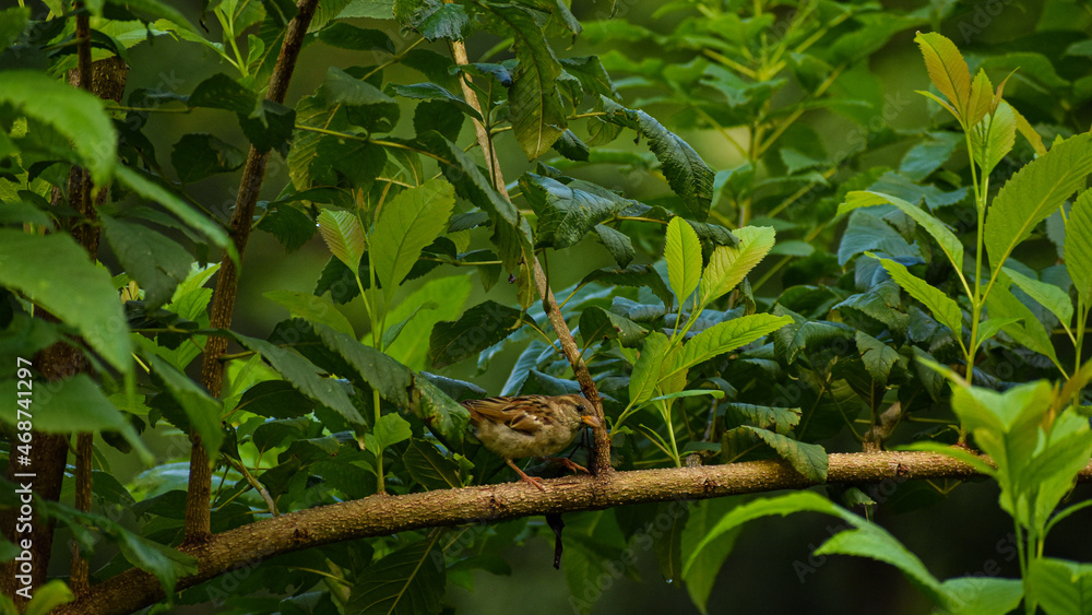 bird on tree