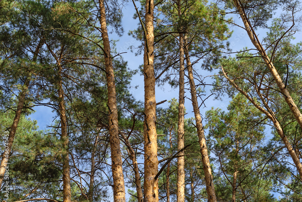 Obraz premium Pine trees against the blue sky