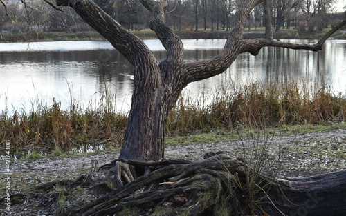 strange twisted tree on the shore of a pond in an autumn park in an early morning day