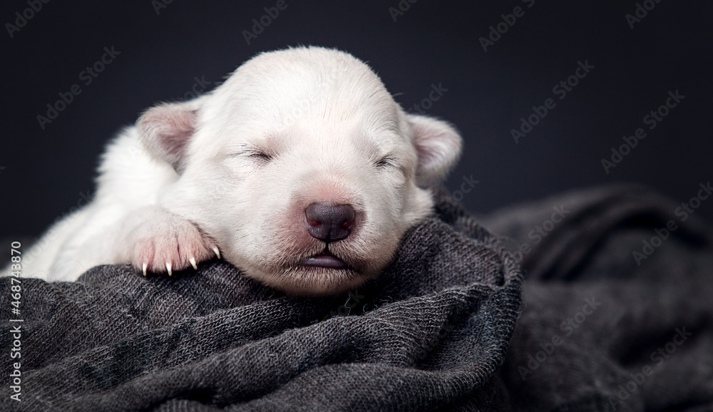 puppy sleeping with closed eyes puppy sleeping with closed eyes