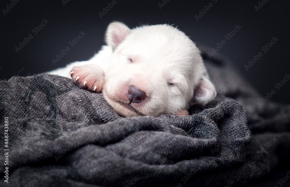 newborn puppy sleeping with closed eyes newborn puppy sleeping with closed eyes