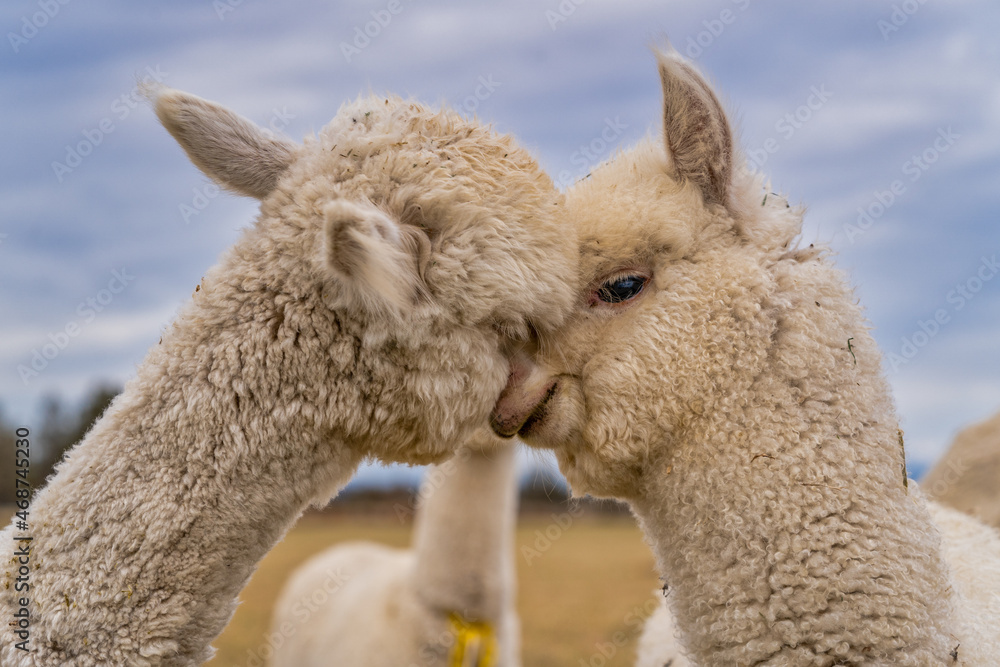 Obraz premium Alpacas in a field on a farm in Oregon